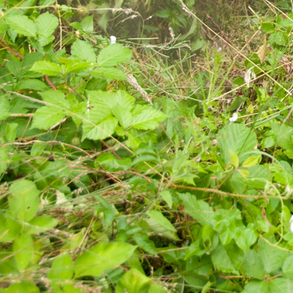 Anwendungsbereich: dichte Vegetation, Buschwerk, Gestrüpp
